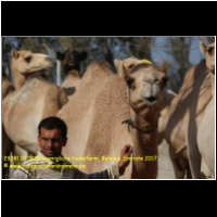 29281 02 0051 koenigliche Kamelfarm, Bahrain, Emirate 2017.jpg